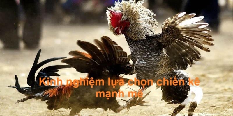 Kinh nghiệm lựa chọn chiến kê mạnh mẽ