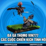 Đá Gà Thomo Vin777 - Nơi Các Cuộc Chiến Kịch Tính Hội Tụ