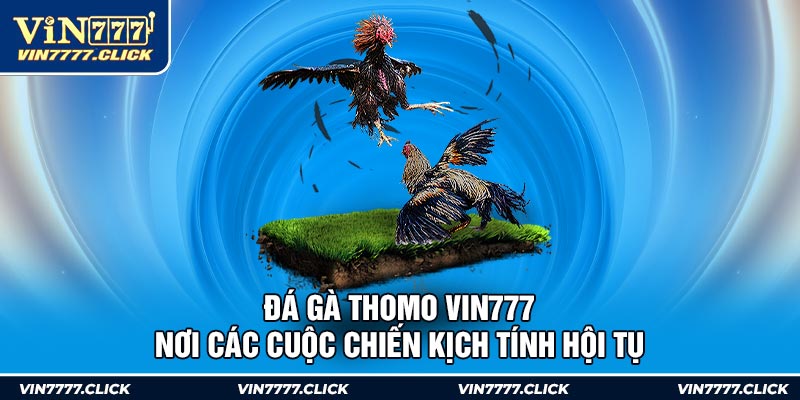 Đá Gà Thomo Vin777 - Nơi Các Cuộc Chiến Kịch Tính Hội Tụ