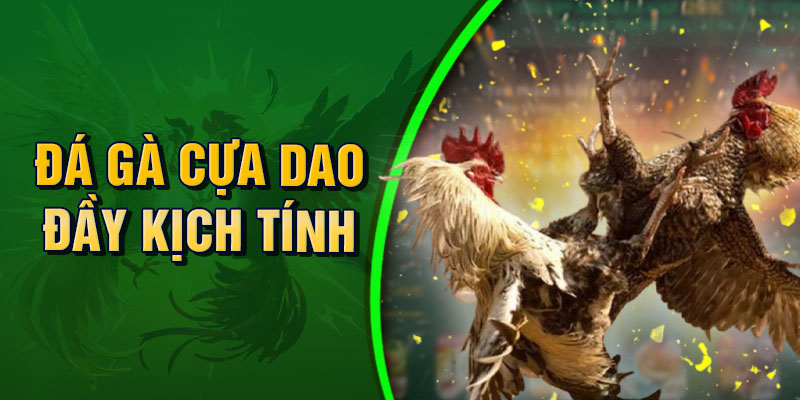 Đá gà cựa dao đầy kịch tính