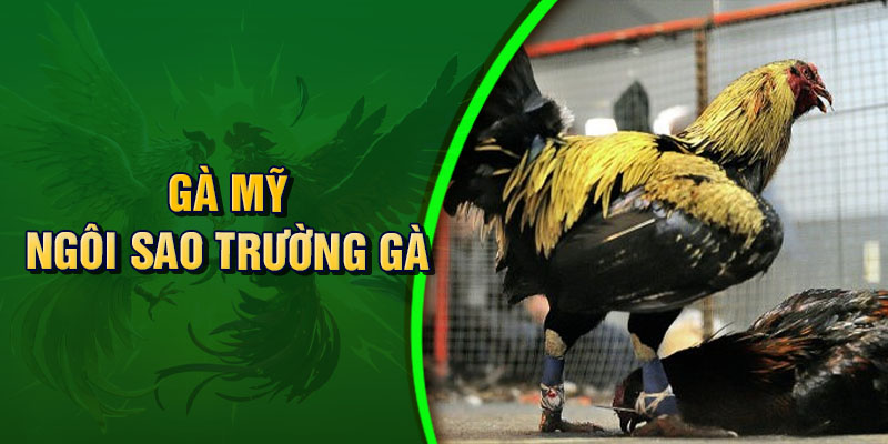 Gà Mỹ - Ngôi sao trường gà